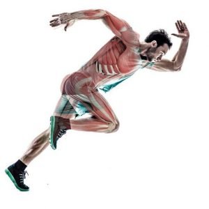 Anatomía Práctica: Akila y La Ciencia del Yoga