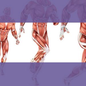 Biomecánica de la cadera -mini taller