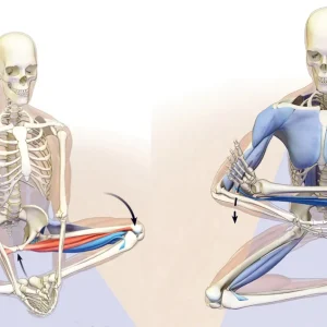Anatomía: detalles fascinantes de la rotación de cadera y hombros
